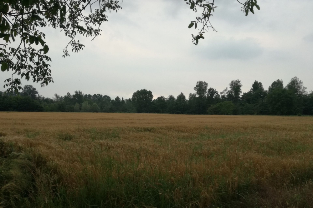 Coldiretti, in Toscana 1800 ettari di terreni all'asta