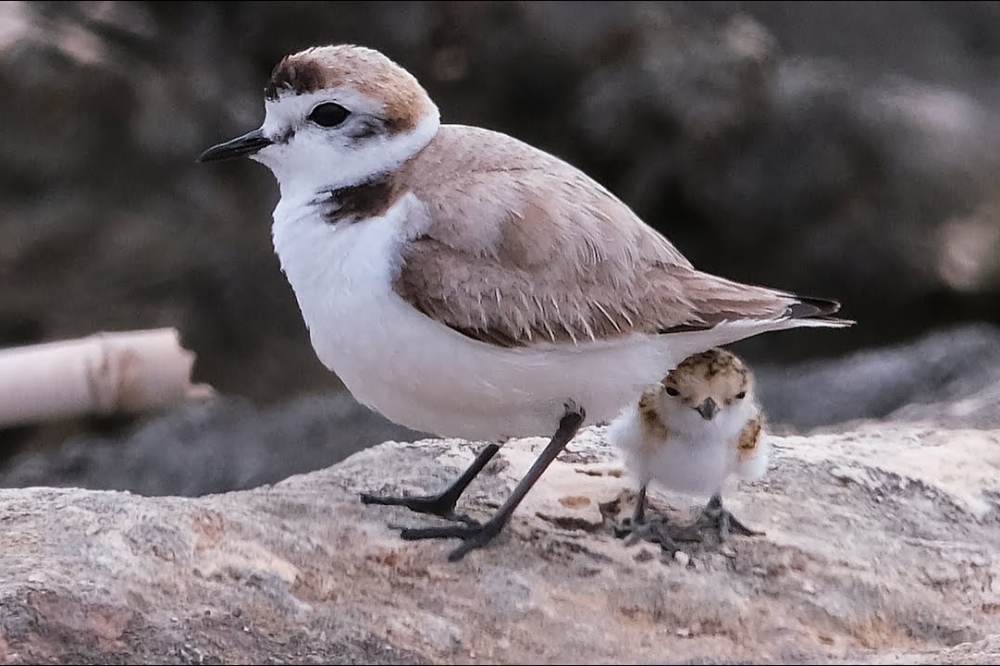 Scoperto un nido di fratino alla Lecciona
