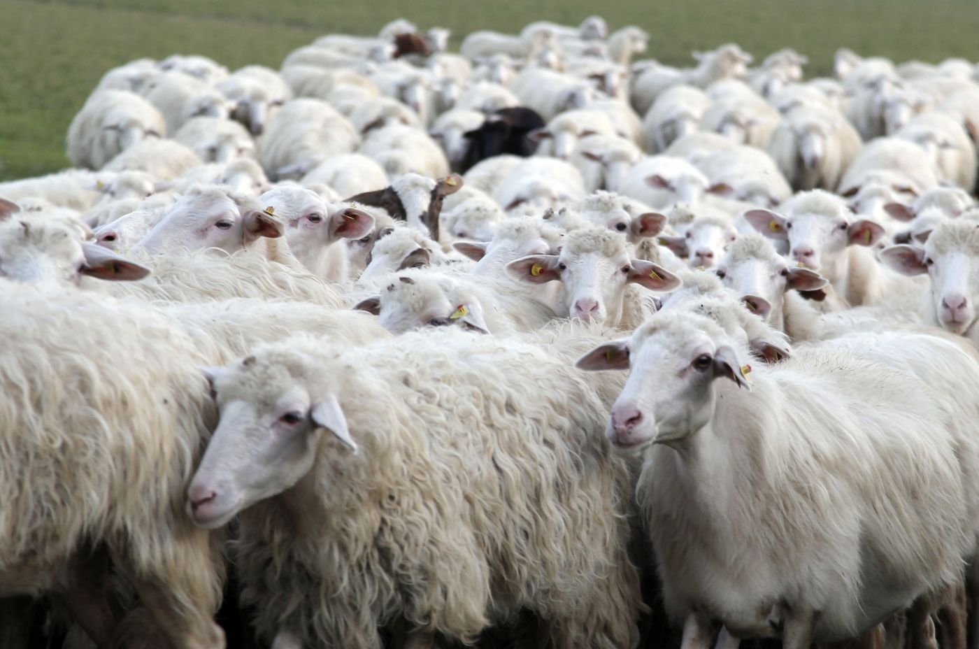 Zootecnia, a Firenze la conferenza Life Shepforbio sul futuro della pastorizia in Europa