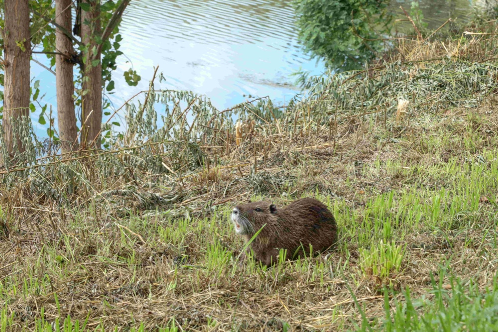 Orrore a Grassina, nutrie uccise a bastonate