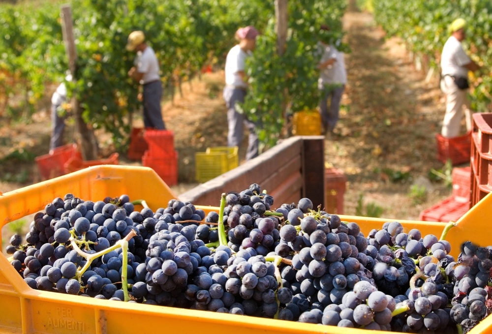 Vino: 200 etichette per Chianti lovers & Rosso Morellino