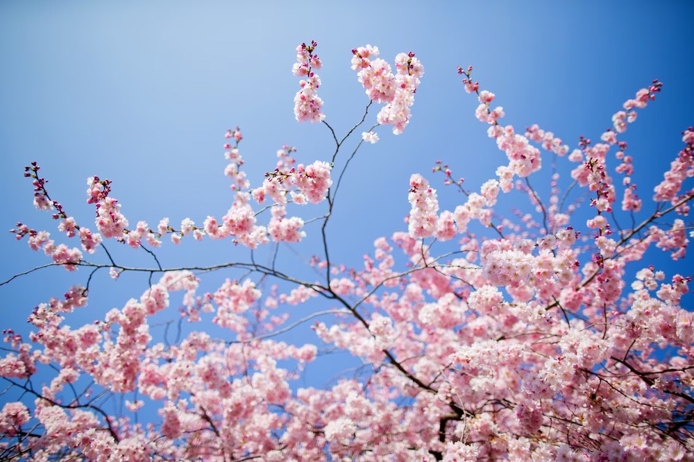 Primavera in anticipo. Da domani in Toscana arriva il caldo
