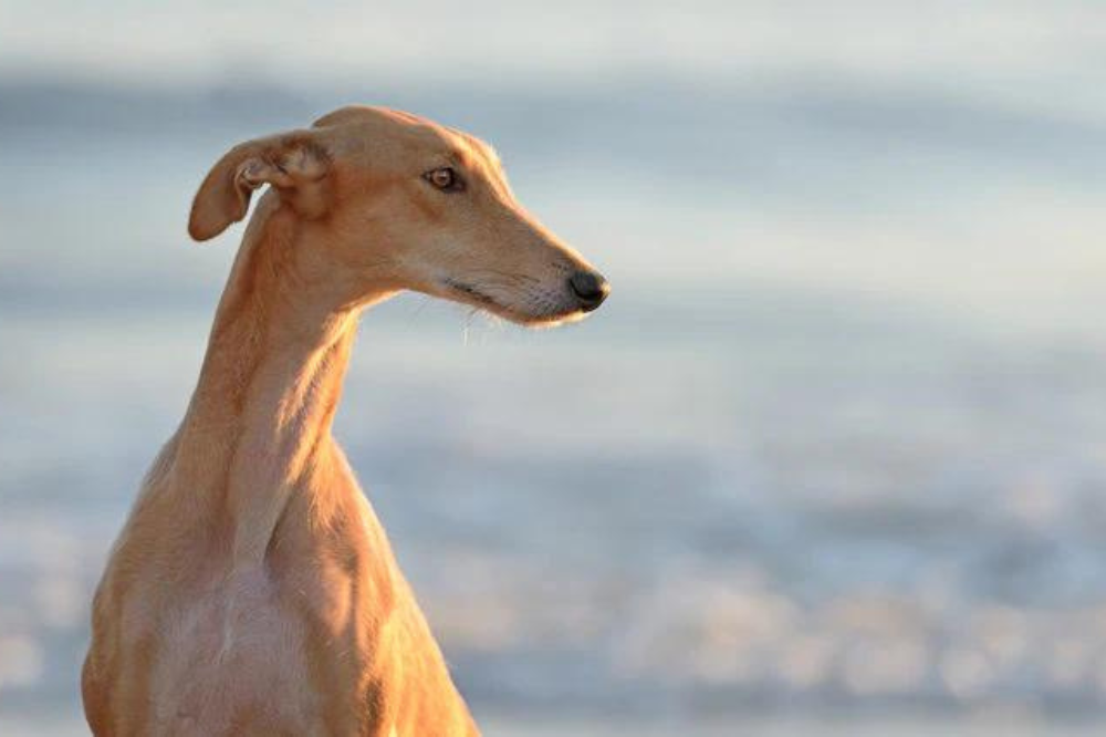 Cani, Enpa: domenica manifestazione in difesa galgo spagnoli 