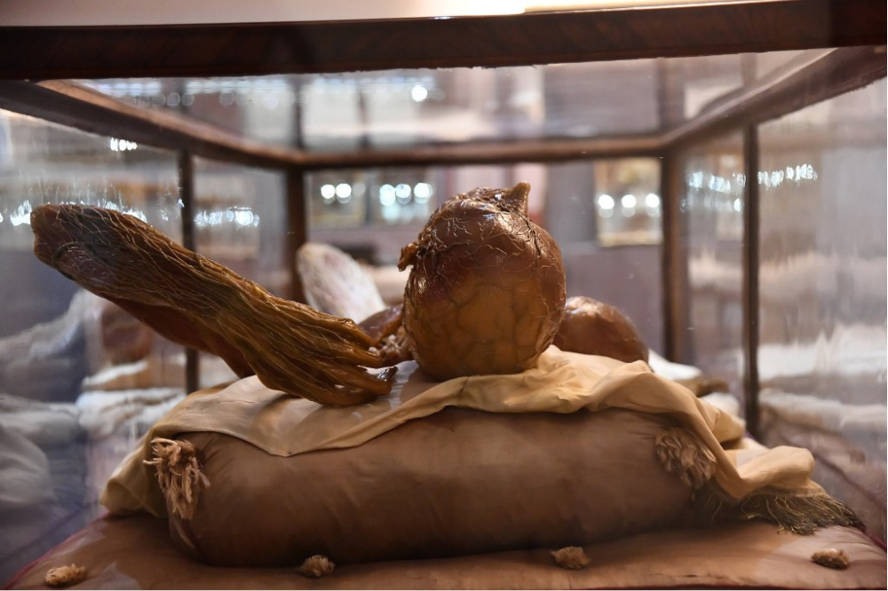 La Specola a Firenze, sold out i 4 giorni a ingresso gratuito