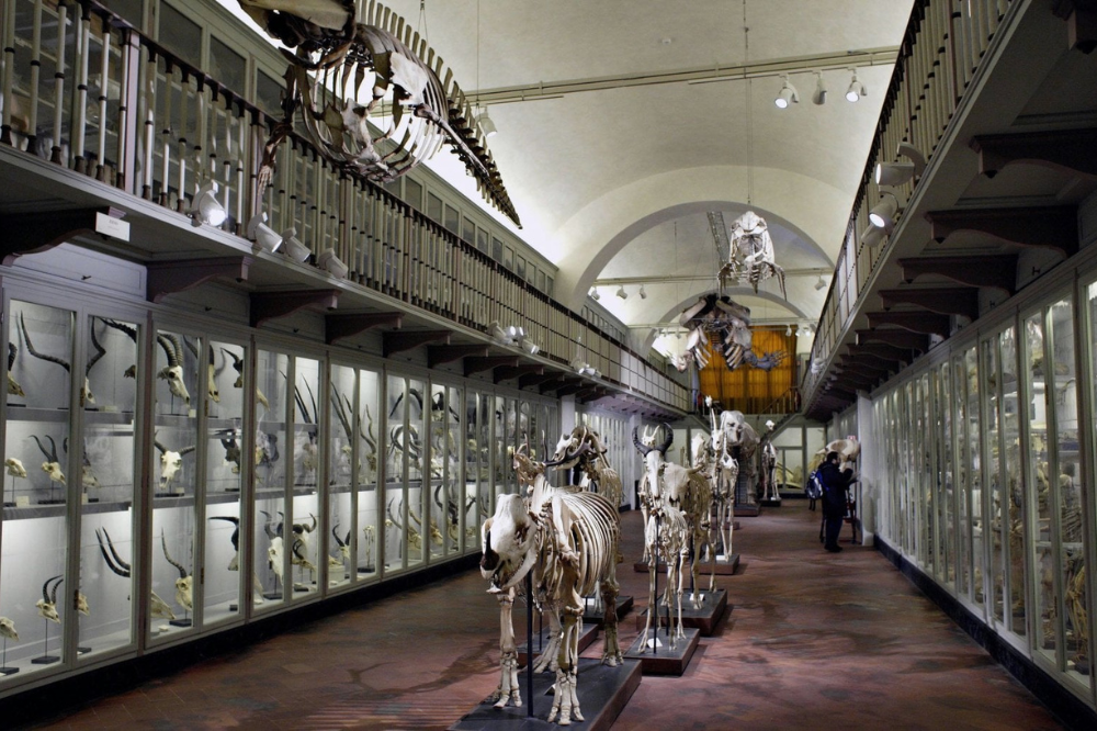 Museo della specola, oggi la grande riapertura