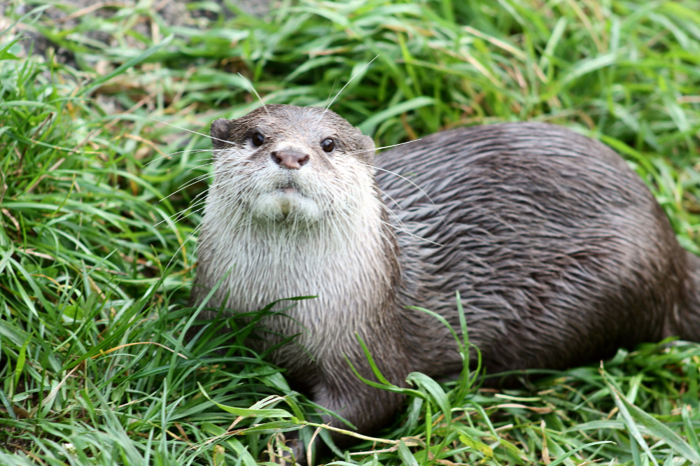 Ambiente, la lontra torna sulle Alpi. Ma nessun avvistamento in Toscana