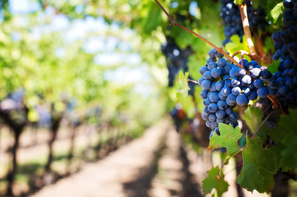 Vini, A Firenze si rinnova la prima vigna urbana moderna