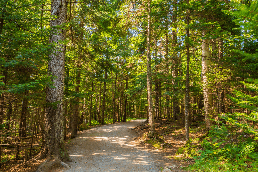 Il Canada rinnova alla Toscana la segreteria di Foreste modello