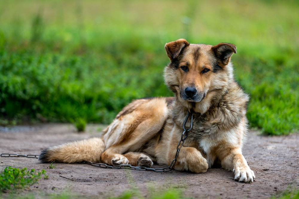 Toscana, mai più cani alla catena: arriva l'ok definitivo della Regione