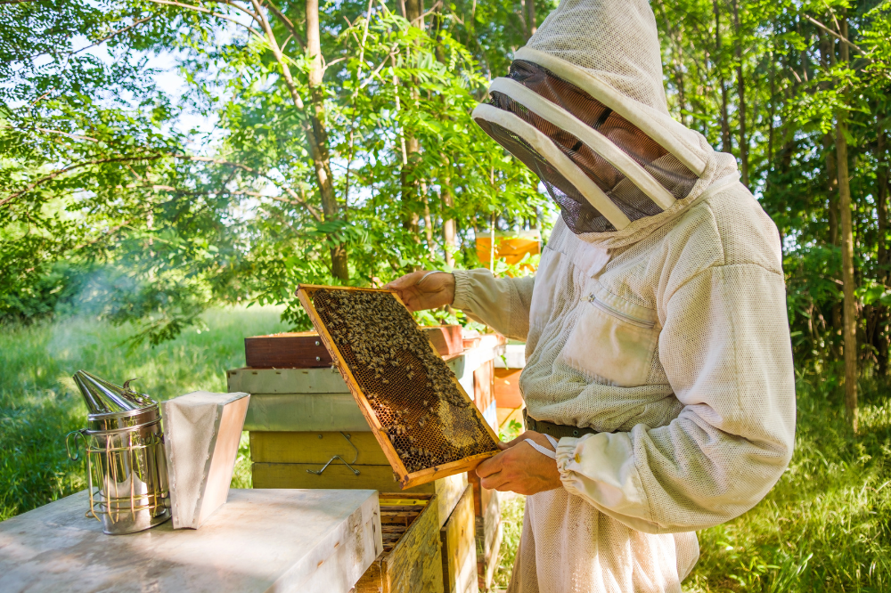 Apicoltori, finanziate tutte le domande per i 5 bandi toscani