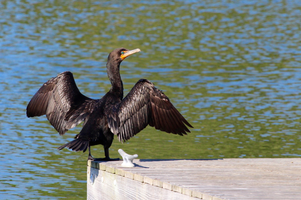 Puppa (PD) porta l'allarme cormorani in Regione 