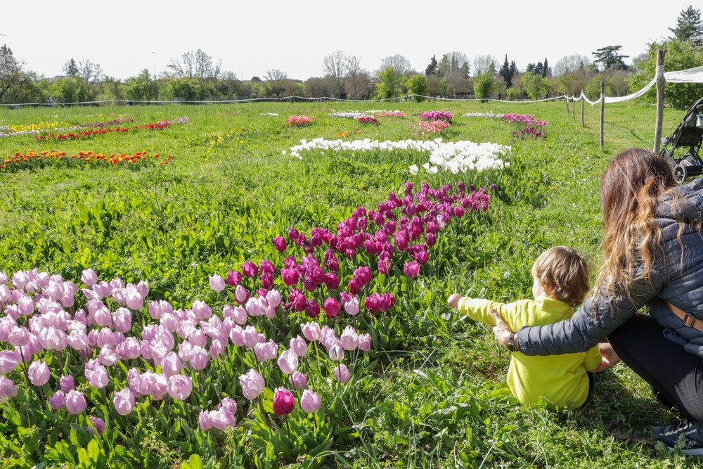 Migliaia di tulipani a Calenzano: inaugurato campo 'Wander and pick'