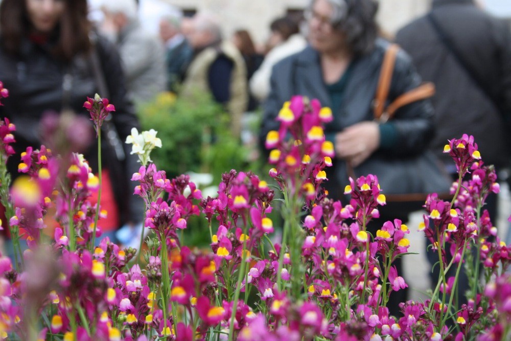 Lo storico Giardino Corsini in fiore Profumi e colori tra rose e kokedama