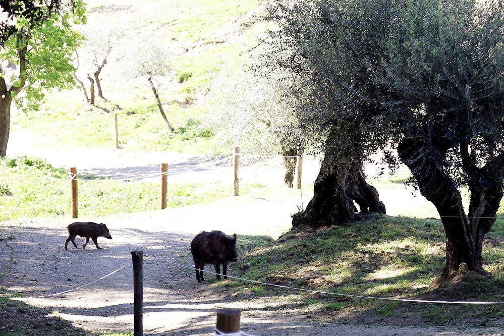 Animalisti: “No all'uccisione dei cinghiali avvistati a Prato”