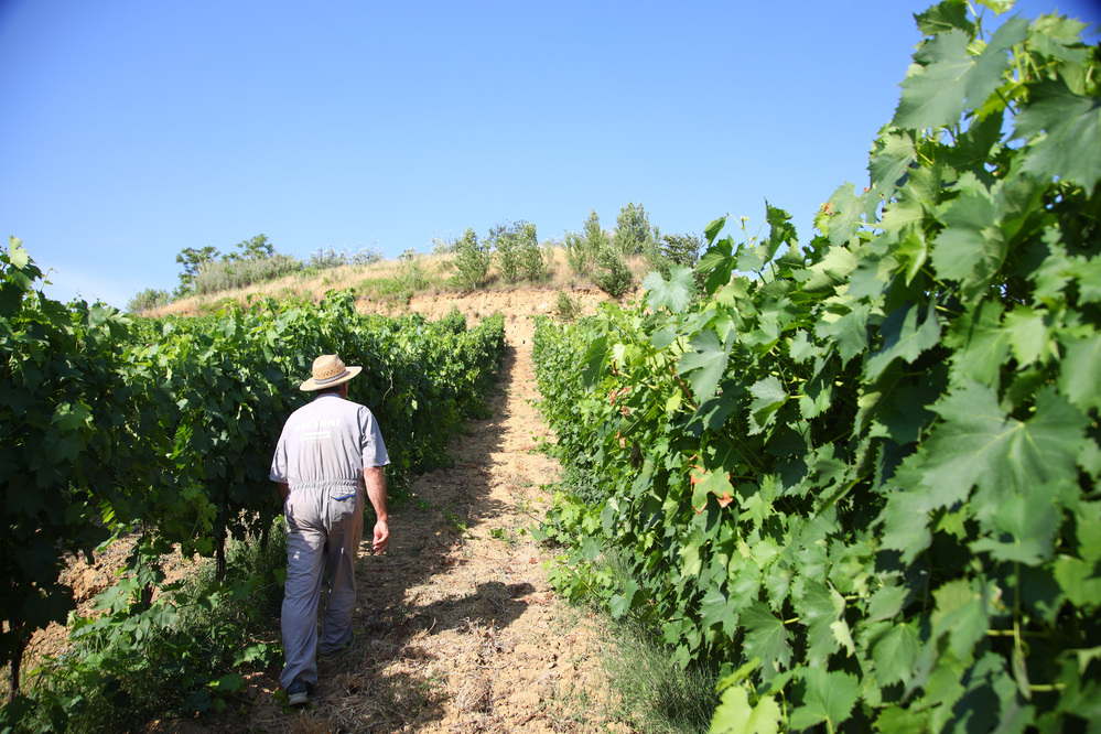  'Vino al vino in cantina': l'evento con oltre 20 aziende partecipanti