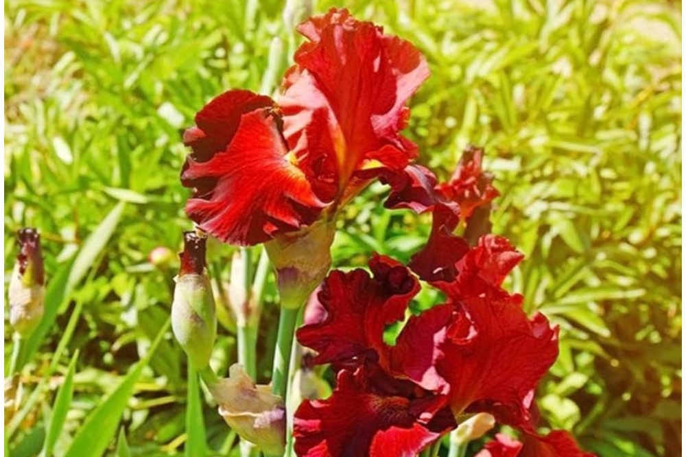 Ibridatore italiano vince doppio premio al concorso del Fiorino d'oro