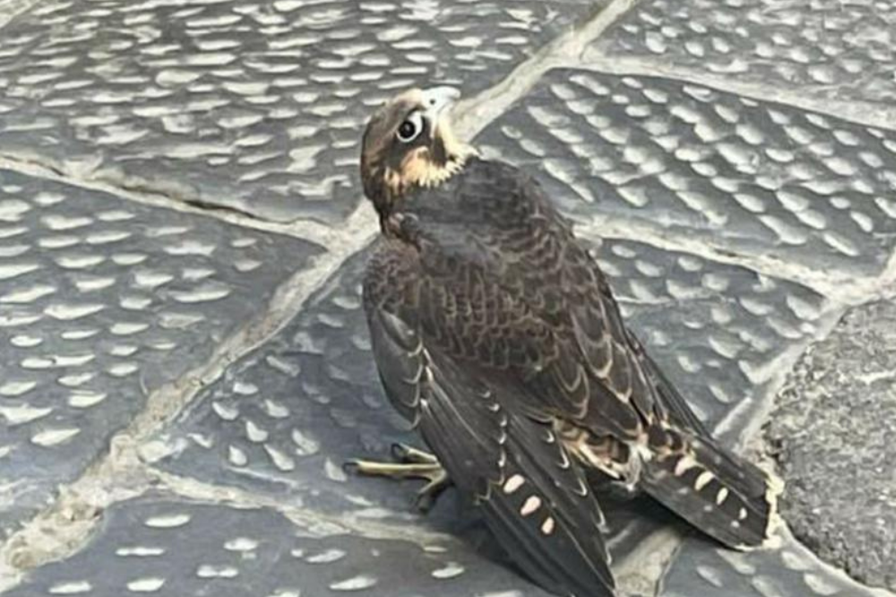 Quattro falchi recuperati e soccorsi in piazza Duomo a Firenze