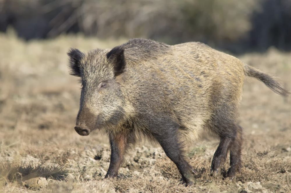Coldiretti, Toscana prima per sinistri causati da ungulati