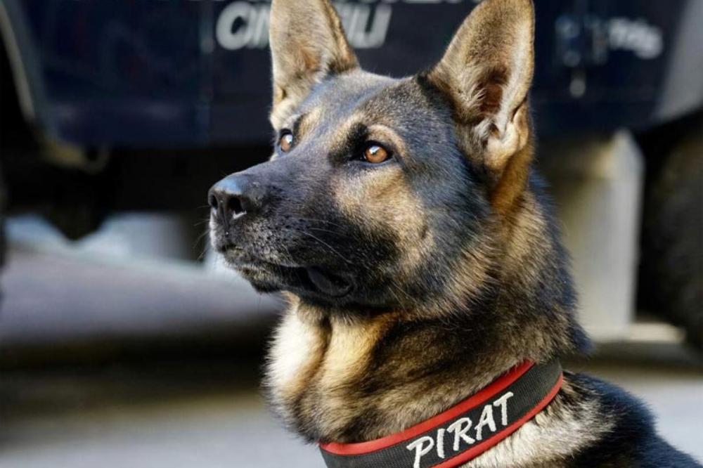 Droga: cani cinofili ne trovano mezzo chilo alle Cascine