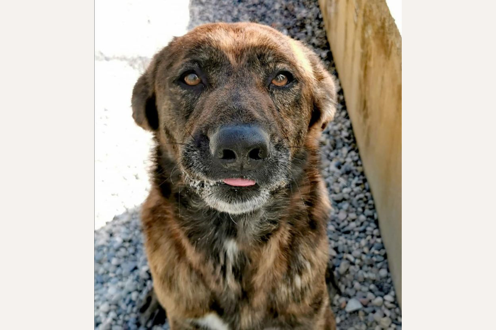 Abbandonato un cane alla sede Lav di Prato