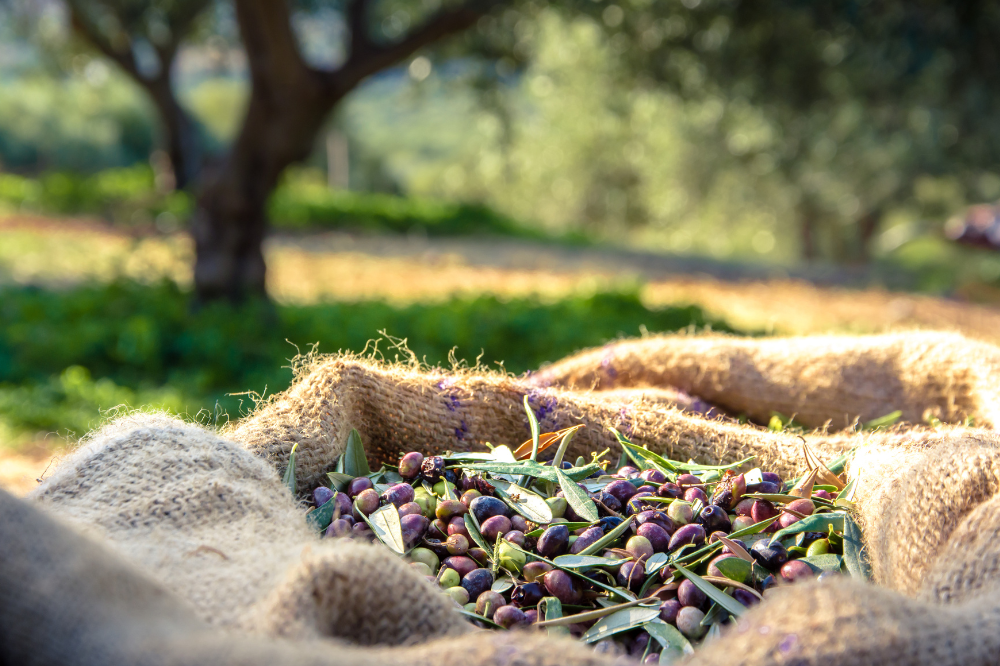 Confagricoltura: “Servono ancora 10 milioni per i frantoi della Toscana”