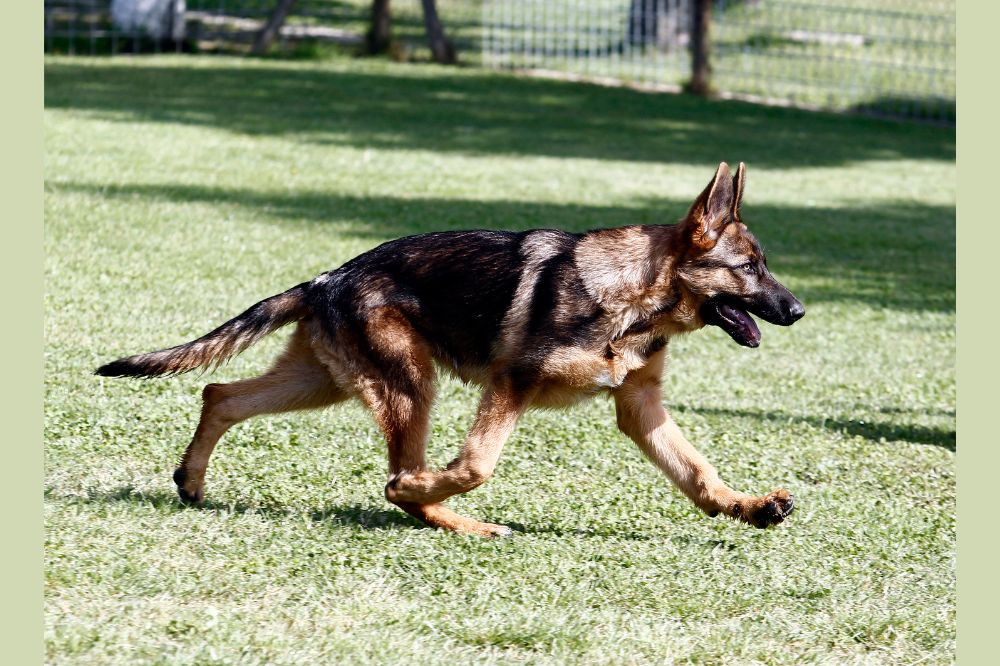 In questura Alaska, il magnifico nuovo cane antidroga