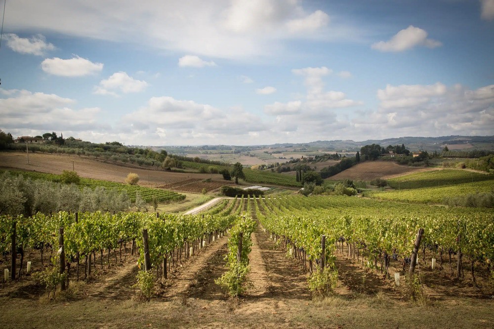 Il gran caldo, per adesso, giova a vino e olio ma presto serviranno le piogge