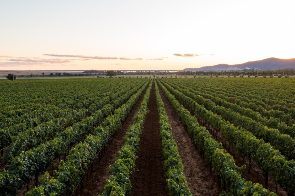 Coldiretti Toscana: “Cresce tintarella green con frutta e ortaggi”