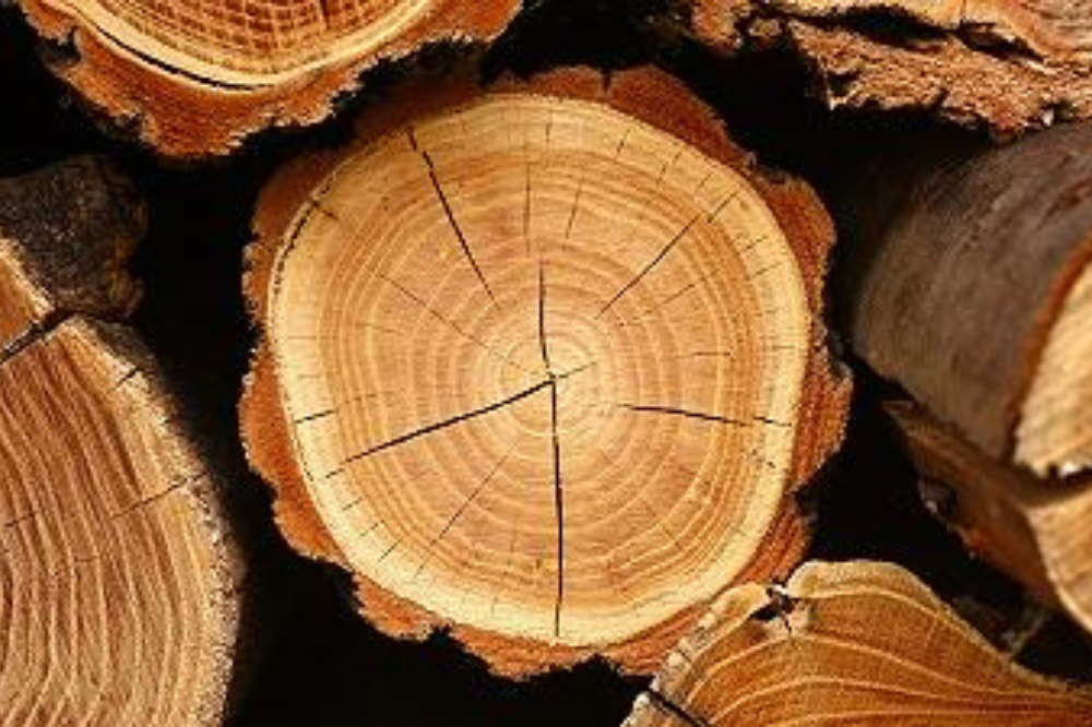 Cnr: “Età alberi influisce su mitigazione del cambio di clima“