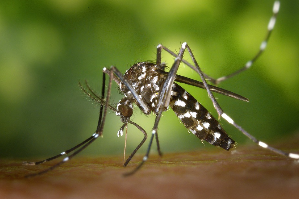 FdI: “In Toscana primi casi di Chikungunya, fermarli subito”