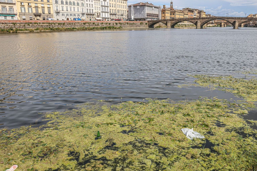 Lavori per ridurre alga alligatore in Arno a Firenze
