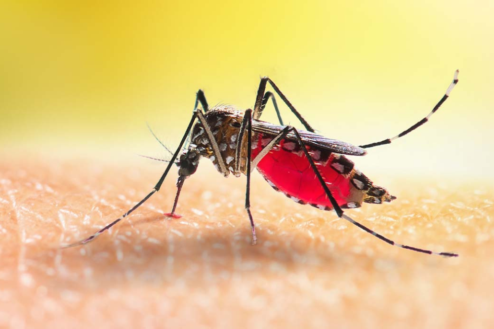 Un caso di virus Dengue a Ronta