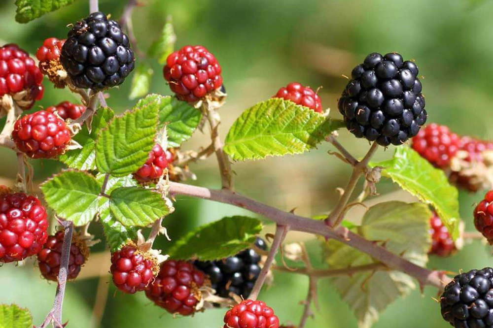 Festa della mora, del bosco e dei suoi frutti