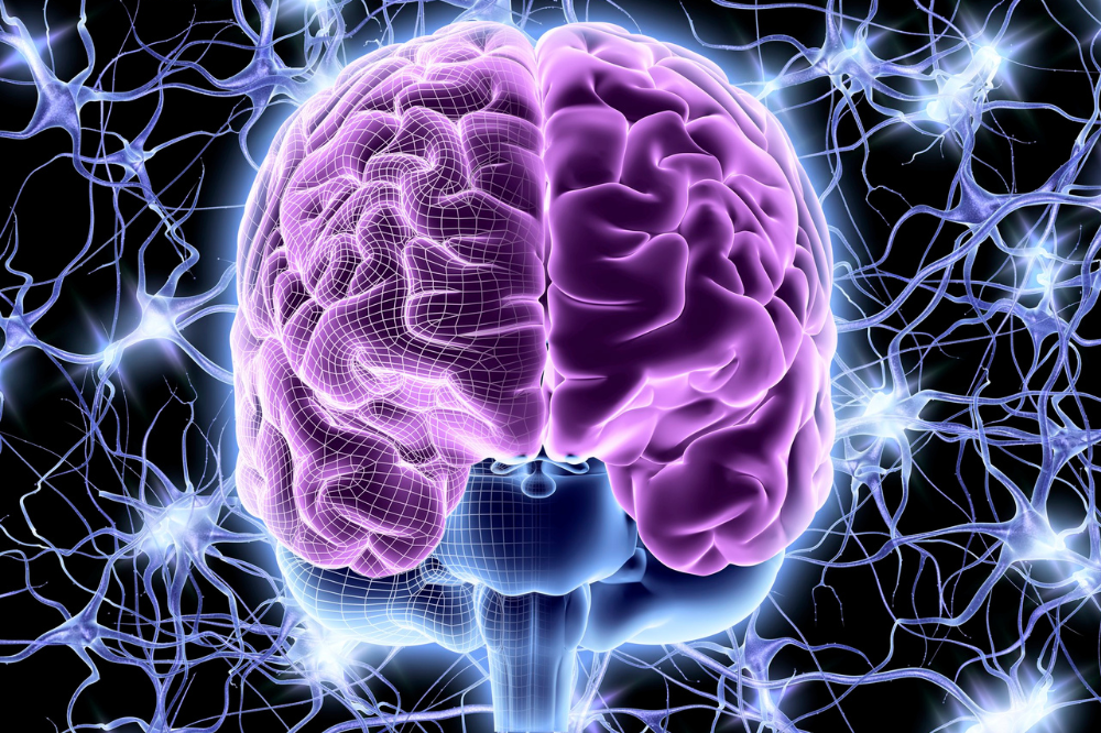 Università di Firenze e Cnr di Pisa: nuovo studio su come il cervello percepisce il mondo