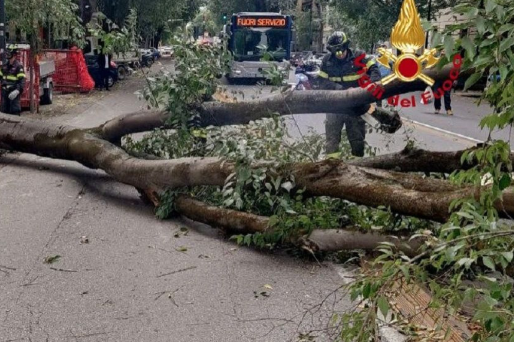 Caduto albero nel viale Matteotti angolo via Cherubini