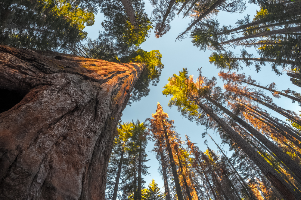 Toscana aggiorna l'elenco degli alberi monumentali, salgono a 165