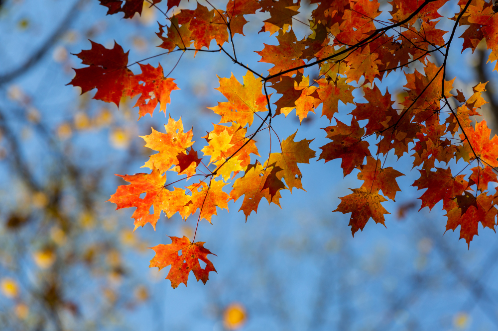 Meteo: weekend da pieno autunno