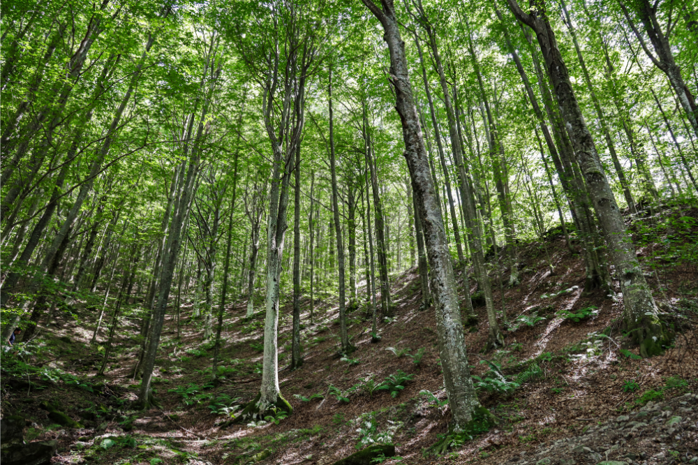 Patrimonio forestale, le strategie della Regione nel Piano Regionale Forestale