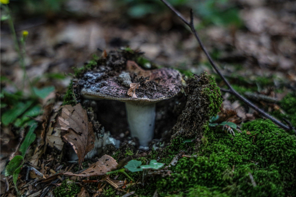 L’ ASL Toscana Centro apre un servizio gratuito per il controllo dei funghi raccolti