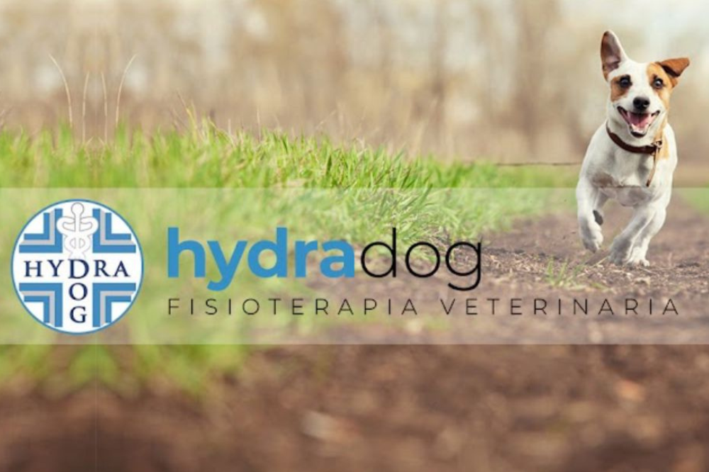Fisioterapia veterinaria, il benessere degli animali passa anche da qui