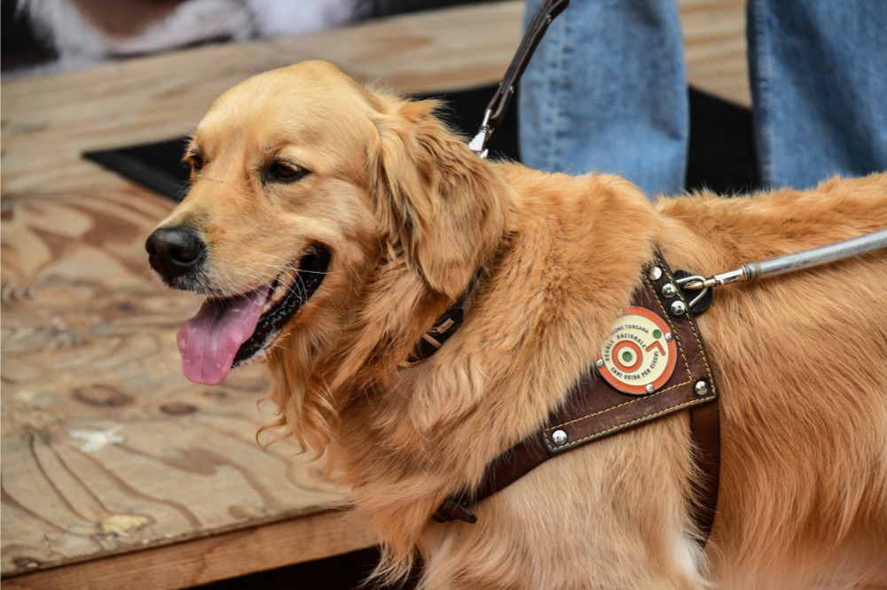 Giani e Spinelli: 'La scuola dei cani guida per ciechi è una realtà unica al mondo'