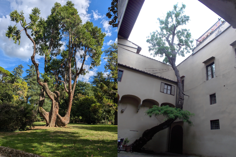 Ambiente: censiti 29 alberi monumentali a Firenze dal Comune
