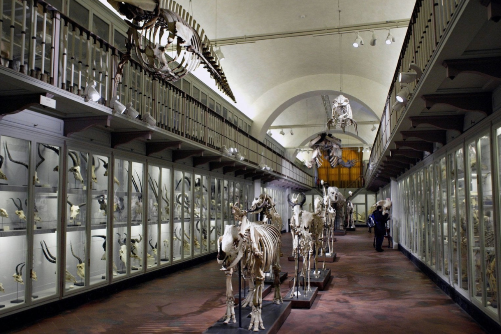 Musei, in oltre 57.000 a La Specola dalla riapertura di febbraio