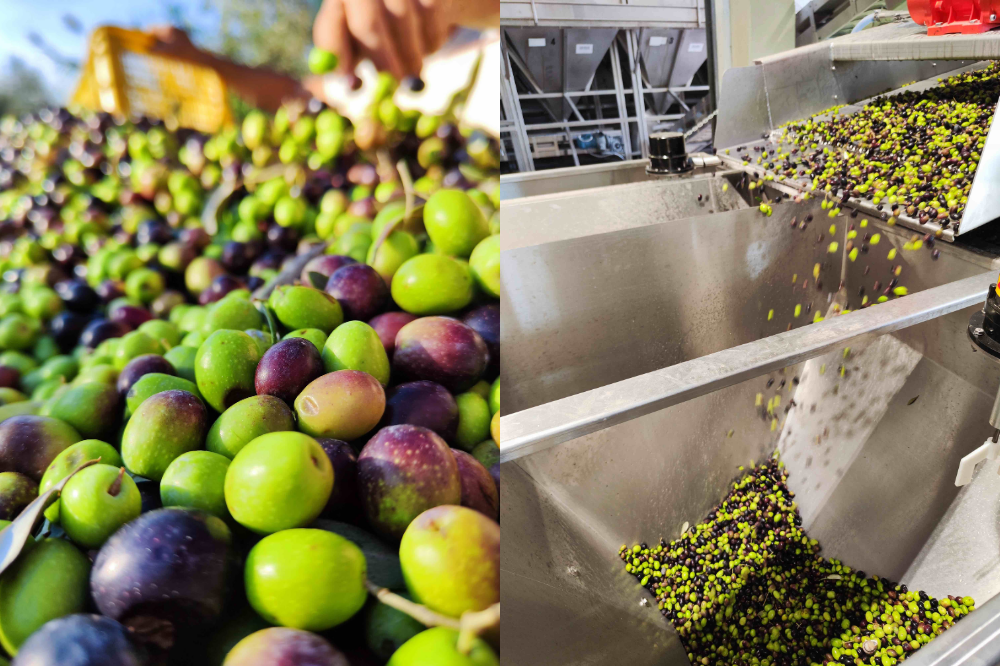 Olio, Cantina Sociale Colli Fiorentini: “Annata difficile, ma la qualità è eccellente”