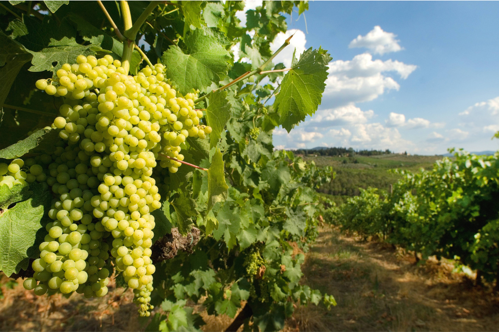 L'allarme di Cia Toscana: 'La regione sarà la seconda più colpita dai dazi americani'