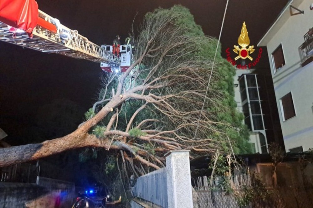 Pino crolla in strada a Firenze e abbatte palo luce, nessun ferito