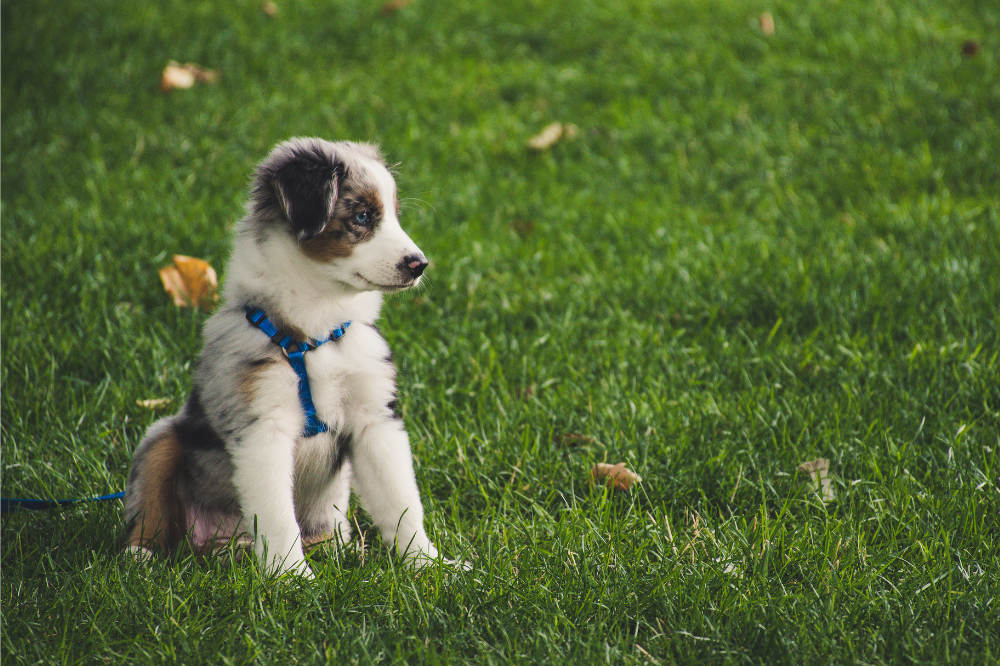 È allarme per l’area cani di viale Malta