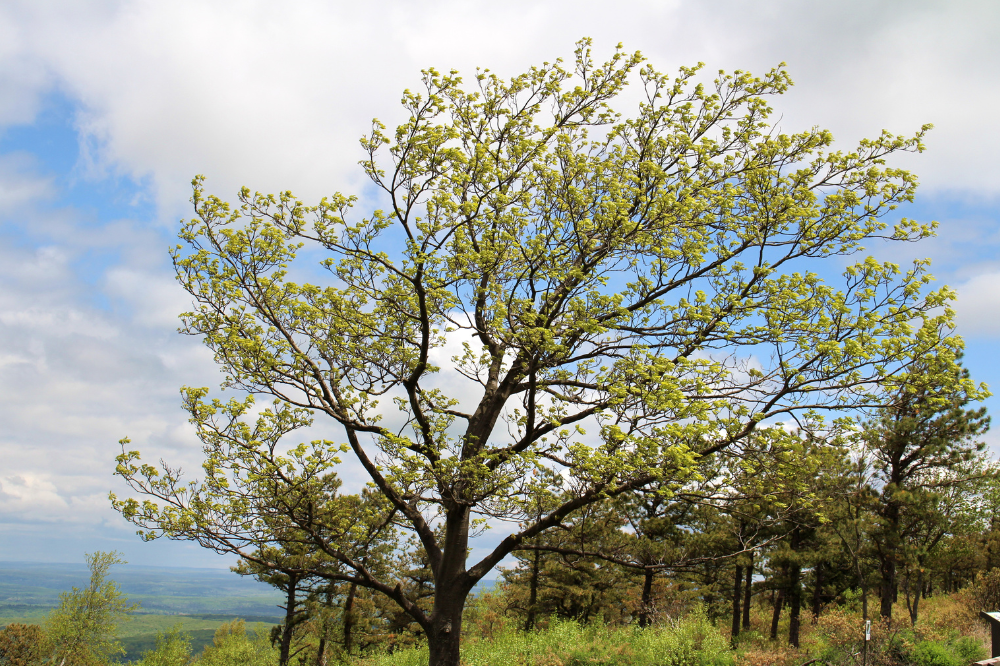 Codice giallo per vento forte su quasi tutta la Toscana