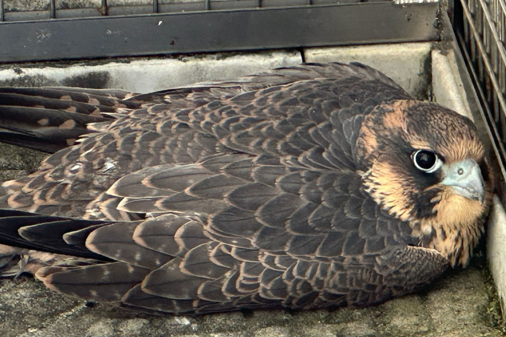 Falco pellegrino si rifugia nelle terrazze del Duomo di Firenze