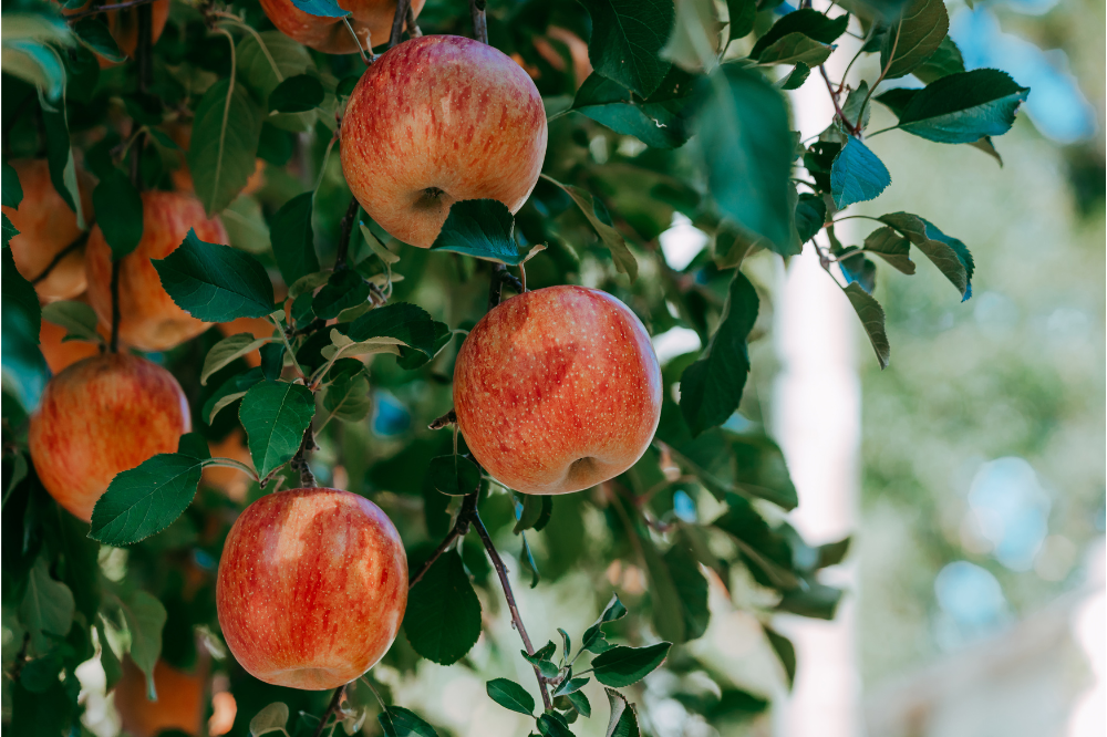 Nasce il tavolo regionale ad hoc per l'Agribiodiversità